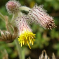 Blumea hieraciifolia var. flexuosa (C.B.Clarke) Randeria